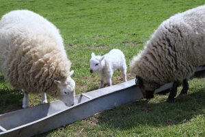 Animal Feeders Pembrokeshire Countryside Welding