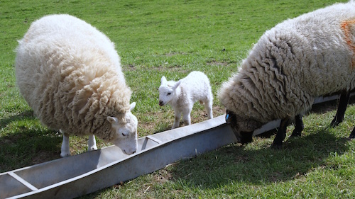 Animal Feeders Pembrokeshire Countryside Welding